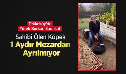 Tekkeköy’de Yürek Burkan Sadakat: Sahibi Ölen Köpek 1 Aydır Mezardan Ayrılmıyor