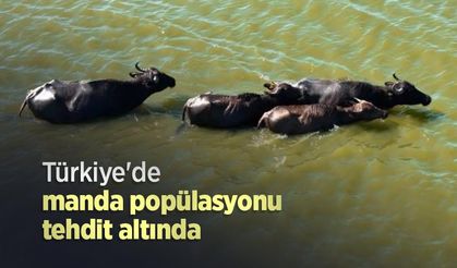 Türkiye'de manda popülasyonu tehdit altında