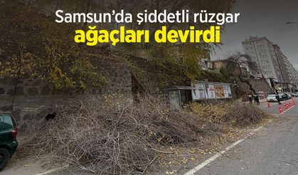 Samsun’da şiddetli rüzgar ağaçları devirdi