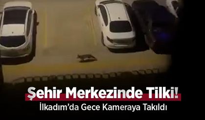 Şehir Merkezinde Tilki! İlkadım’da Gece Kameraya Takıldı