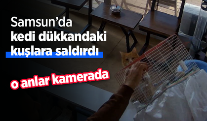 Samsun'da kedi dükkandaki kuşlara saldırdı