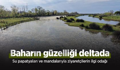 Baharın güzelliği deltada: Su papatyaları ve mandalarıyla ziyaretçilerin ilgi odağı