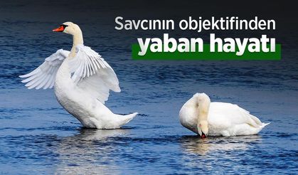 Savcının objektifinden yaban hayatı