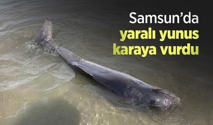 Samsun’da yaralı yunus karaya vurdu