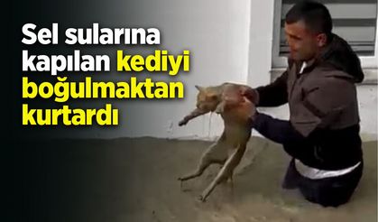 Sel sularına kapılan kediyi boğulmaktan kurtardı