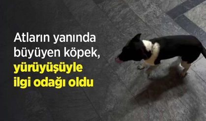Atların yanında büyüyen köpek, yürüyüşüyle ilgi odağı oldu