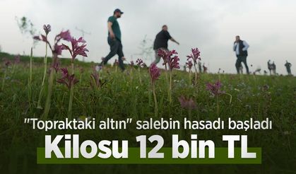 "Topraktaki altın" salebin hasadı başladı: Kilosu 12 bin TL