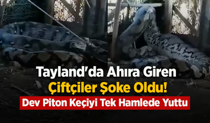Tayland'da Ahıra Giren Çiftçiler Şoke Oldu! Dev Piton Keçiyi Tek Hamlede Yuttu