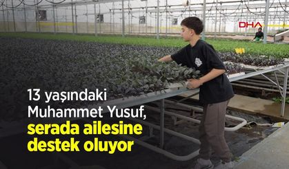 13 yaşındaki Muhammet Yusuf, serada ailesine destek oluyor