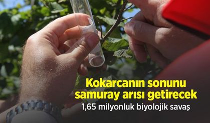 Kokarcanın sonunu samuray arısı getirecek: 1,65 milyonluk biyolojik savaş