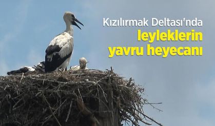 Kızılırmak Deltası'nda leyleklerin yavru heyecanı