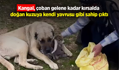 Kangal, çoban gelene kadar kırsalda doğan kuzuya kendi yavrusu gibi sahip çıktı
