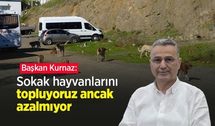 Başkan Kurnaz: "Sokak hayvanlarını topluyoruz ancak azalmıyor"