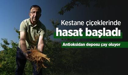 Kestane çiçeklerinde hasat başladı: Antioksidan deposu çay oluyor