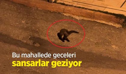 Bu mahallede geceleri sansarlar geziyor
