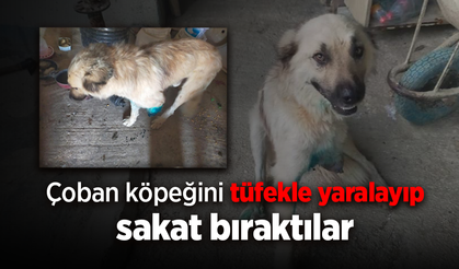 Çoban köpeğini tüfekle vurup sakat bıraktılar