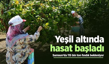Yeşil altında hasat başladı: Samsun’da 115 bin ton fındık bekleniyor