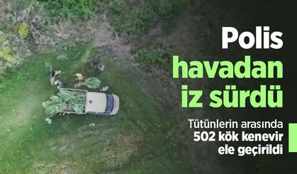 Polis havadan iz sürdü: Tütünlerin arasında 502 kök kenevir ele geçirildi