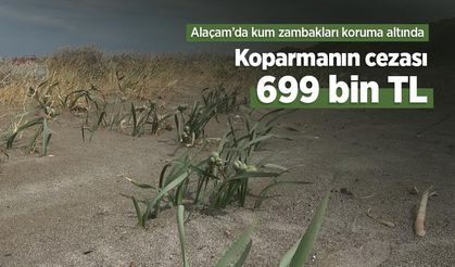 Alaçam’da kum zambakları koruma altında: Koparmanın cezası 699 bin TL