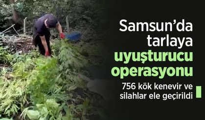 Samsun’da tarlaya uyuşturucu operasyonu: 756 kök kenevir ve silahlar ele geçirildi