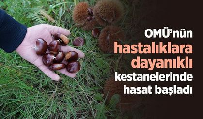 OMÜ’nün hastalıklara dayanıklı kestanelerinde hasat başladı