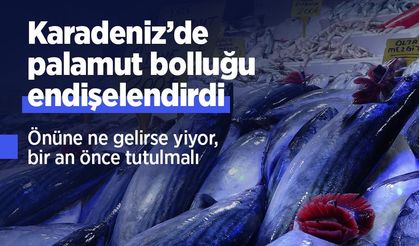 Karadeniz’de palamut bolluğu endişelendirdi: “Önüne ne gelirse yiyor, bir an önce tutulmalı”