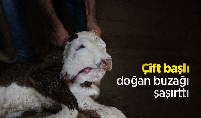 Çift başlı doğan buzağı şaşırttı