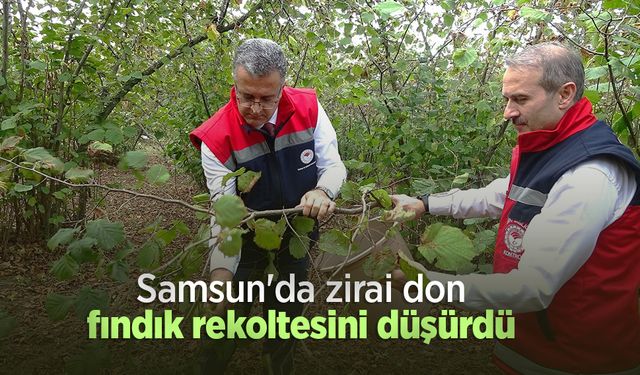 Samsun'da zirai don, fındık rekoltesini düşürdü