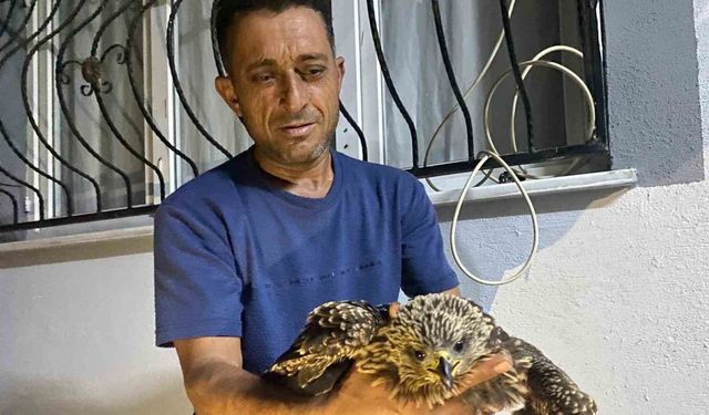 Bulduğu şahine ciğer dürüm söyledi