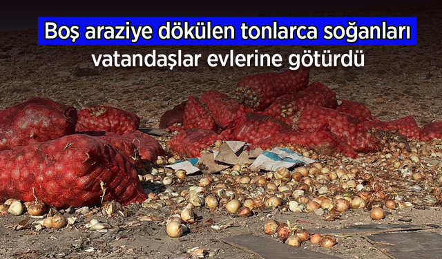 Boş araziye dökülen tonlarca soğanı vatandaşlar evlerine götürdü.