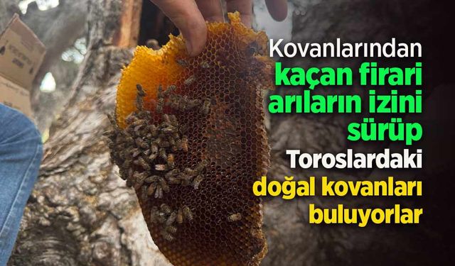 Kovanlarından kaçan firari arıların izini sürüp Toroslardaki doğal kovanları buluyorlar.