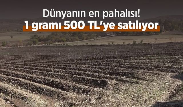 Dünyanın en pahalısı! 1 gramı 500 TL'ye satılıyor