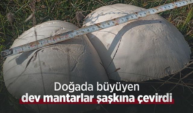 Doğada büyüyen dev mantarlar şaşkına çevirdi