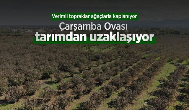Verimli topraklar ağaçlarla kaplanıyor: Çarşamba Ovası tarımdan uzaklaşıyor