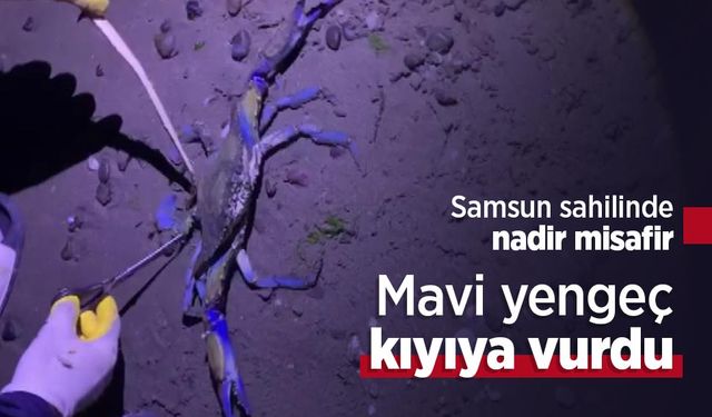 Samsun sahilinde nadir misafir: Mavi yengeç kıyıya vurdu