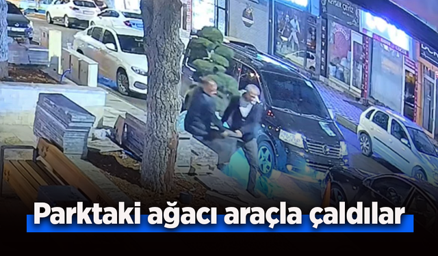 Parktaki ağacı araçla çaldılar