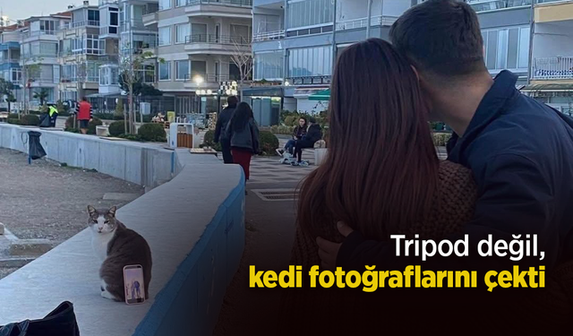 Tripod değil, kedi fotoğraflarını çekti