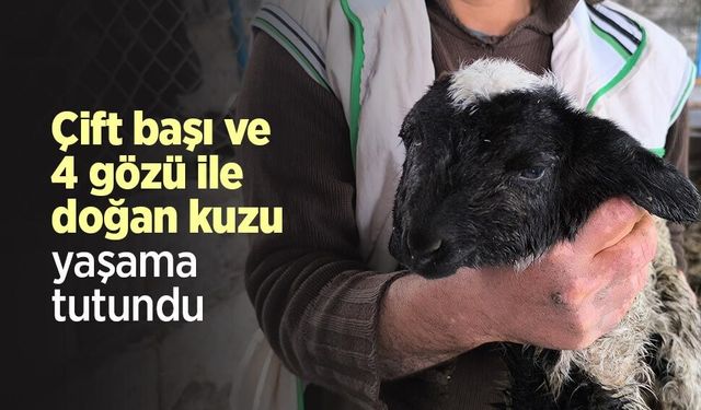 Çift başı ve 4 gözü ile doğan kuzu yaşama tutundu