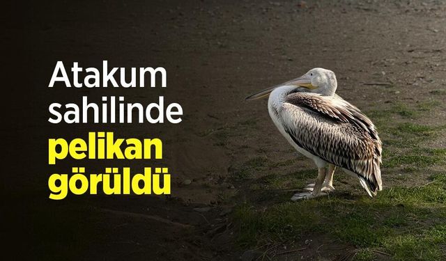 Atakum sahilinde pelikan görüldü