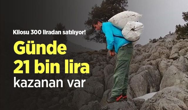 Kilosu 300 liradan satılıyor! Günde 21 bin lira kazanan var