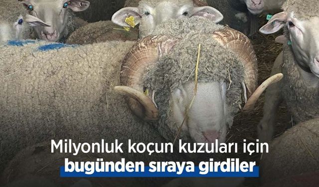 Milyonluk koçun kuzuları için bugünden sıraya girdiler
