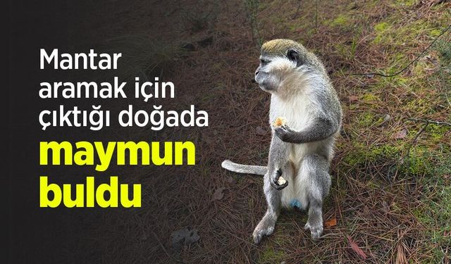 Mantar aramak için çıktığı doğada maymun buldu