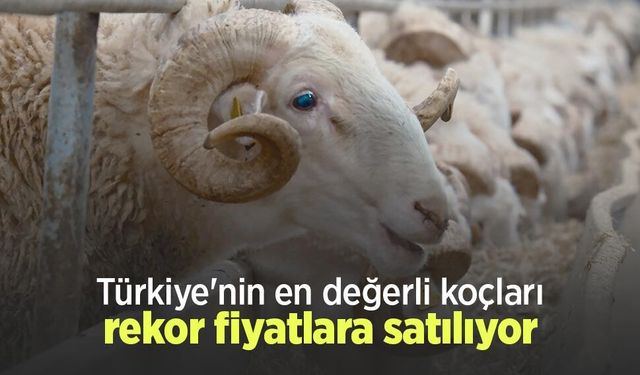 Türkiye'nin en değerli koçları rekor fiyatlara satılıyor