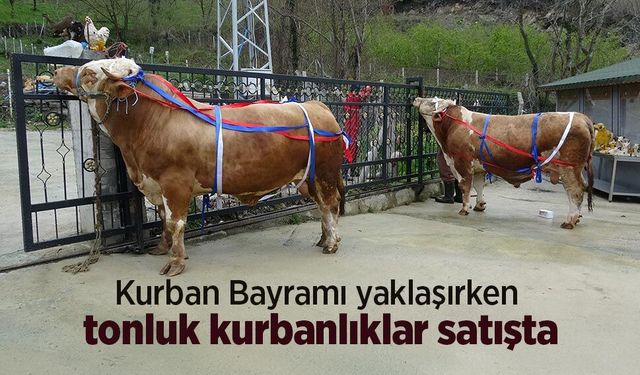 Kurban Bayramı yaklaşırken tonluk kurbanlıklar satışta