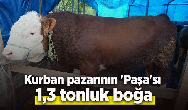 Kurban pazarının 'Paşa'sı 1,3 tonluk boğa