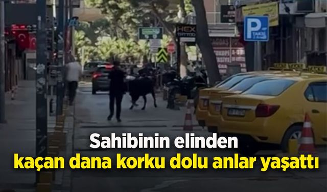 Sahibinin elinden kaçan dana korku dolu anlar yaşattı