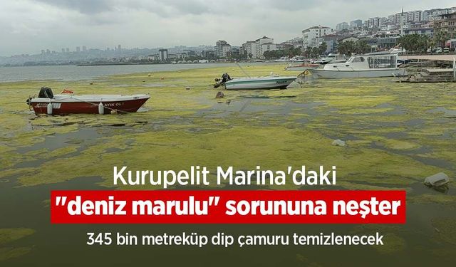 Kurupelit Marina'daki "deniz marulu" sorununa neşter: 345 bin metreküp dip çamuru temizlenecek