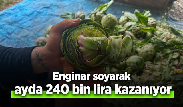 Enginar soyarak ayda 240 bin lira kazanıyor