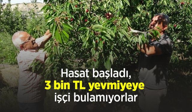 Hasat başladı, 3 bin TL yevmiyeye işçi bulamıyorlar