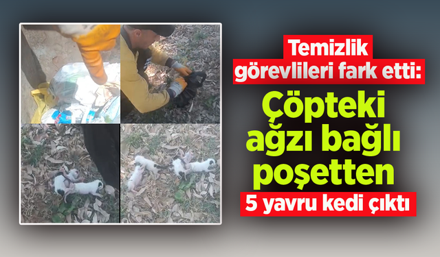 Temizlik görevlileri fark etti: Çöpteki ağzı bağlı poşetten 5 yavru kedi çıktı